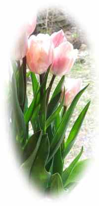 Pink tulips in the sun