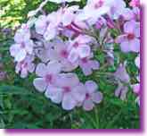 Pink Phlox